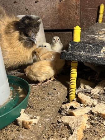Image 1 of Silkie mum with 10 chicks for Sale