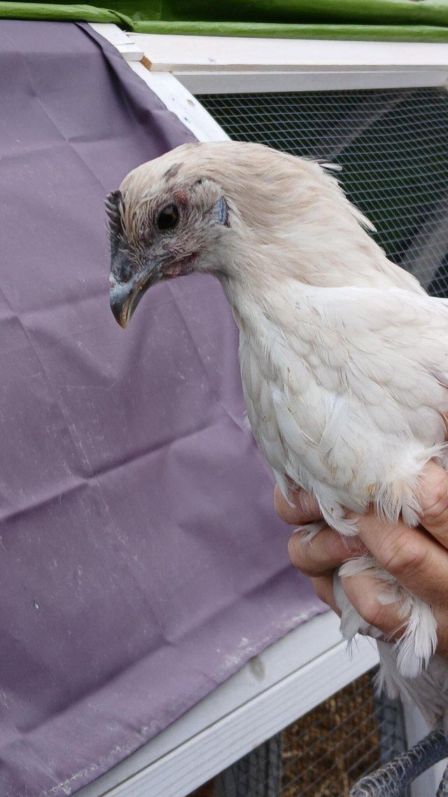 1 zombie hen please read ad — photo 3 of 3