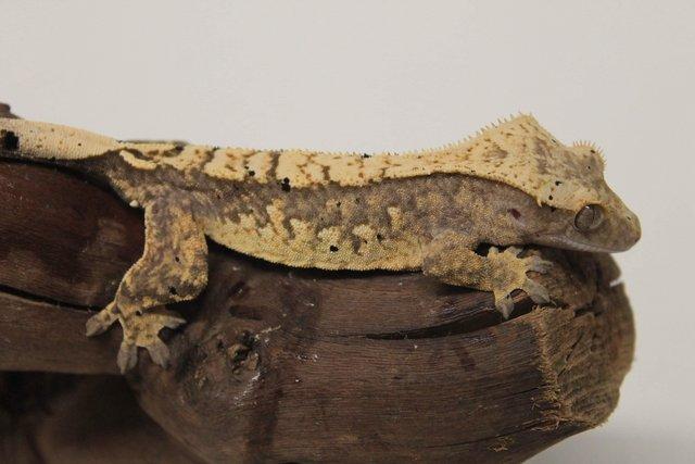 Image 19 of Crested geckos males and females