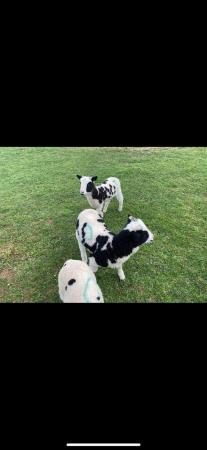 Image 3 of 4 lovely Jacob ewe lambs