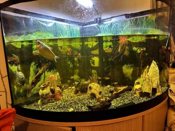 Image 2 of Corner fish tank with filter and accessories is wanted
