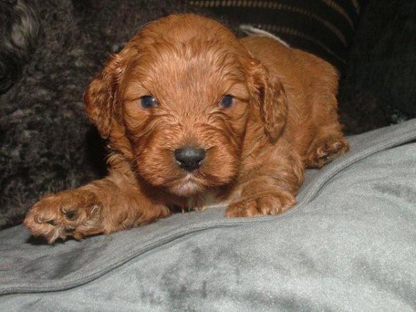 Image 17 of RED KC REG TOY POODLE FOR STUD ONLY! HEALTH TESTED