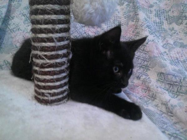 Image 8 of Black with faint tabby markings male kitten