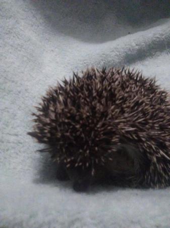 Image 1 of African pygmy hedgehog mixed pinto colours  boysavailable