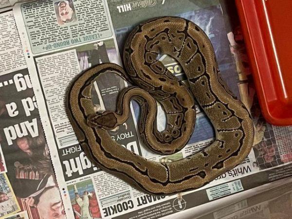 Image 2 of Pinstripe ball python for sale