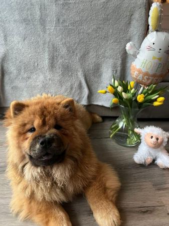 Image 11 of READY NOW BEAUTIFUL FULL KC CHOW CHOW PUPPIES!!