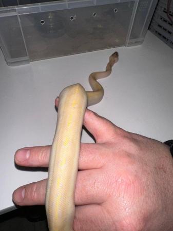 Image 7 of Royal Pythons Pied Clown Highway Ivory BEL Adults and CB23