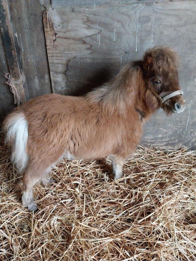 Preview of the first image of Tiny Miniature chestnut filly,reg'd British spotted pony..