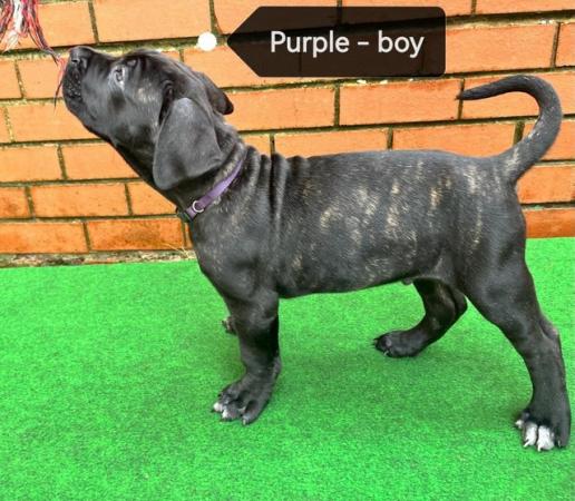 Image 3 of Cane Corso pups from multi champ bloodline