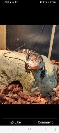 Image 5 of Blue Tongue skink for sale....experienced home as very huffy