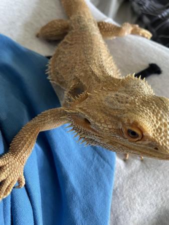 Image 1 of 5-6 year old male bearded dragon
