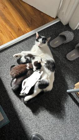 Image 5 of 10 weeks kittens, 2 males
