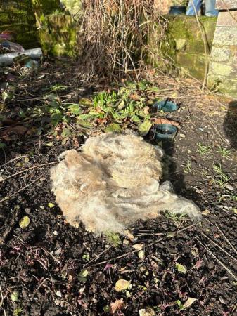Image 2 of Wool for mulch, birds nesting and slug repellent