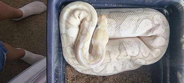 Image 1 of Royal pythons for sale x3