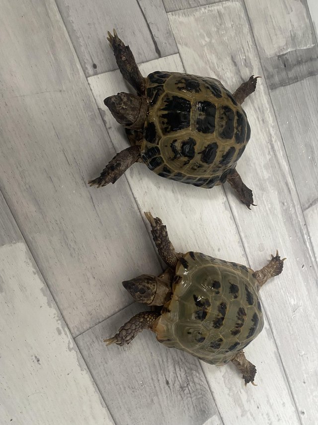 Preview of the first image of Horsefield tortoise male n female.