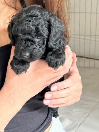 Image 13 of Red, apricot and black cockapoo pups (2 female / 3 male left