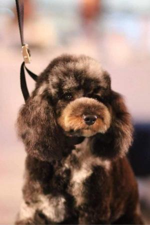 Image 1 of Stunning toy poodle merle and tan phantom for STUD