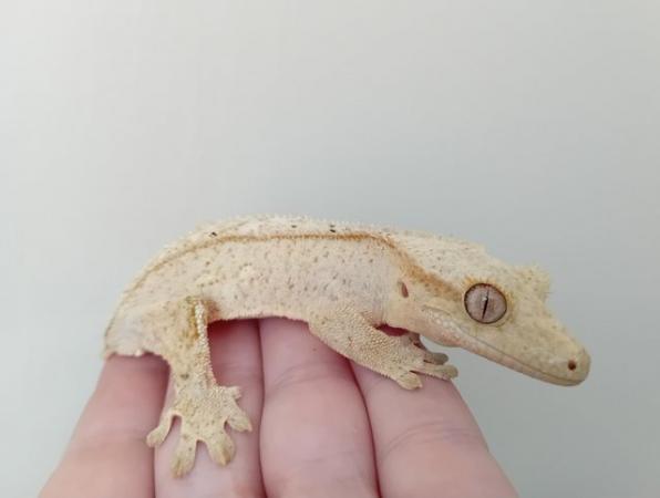 Image 7 of Light-Coloured Crested Gecko.