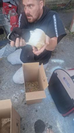 Image 1 of Male Guinea pigs looking for a home