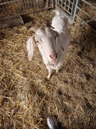 Image 2 of Nanny goat and 4 month old female kid