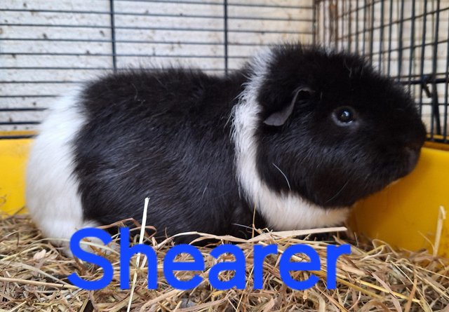 Image 8 of Stunning baby boar/male guinea pigs