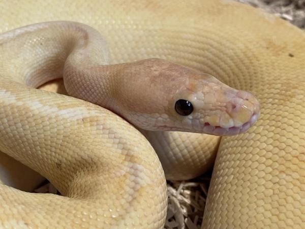 Image 5 of Proven male Champagne Coral Glow royal python