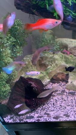 Image 6 of 50p assorted mollies, balloon mollies and swordtail fish