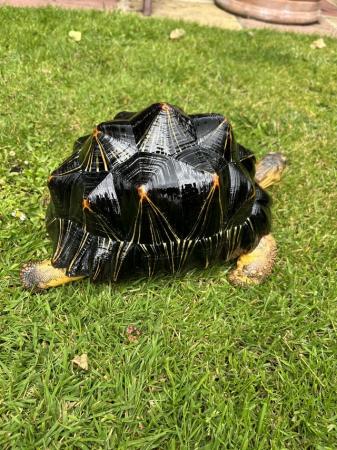 Image 6 of Radiated tortoise 5 years old