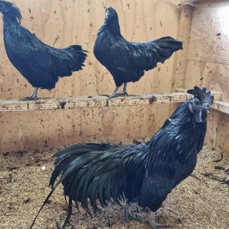 Image 2 of Ayam Cemani one pair, one trio available.