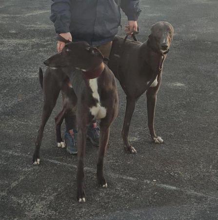 Image 2 of Retired greyhounds looking for there forever homes.