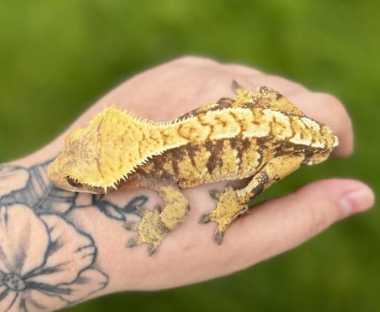 Image 1 of 2021 Male yellow extreme tri colour crested gecko