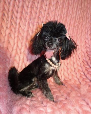 Image 6 of XXXXXXXS Micro Tiny Toy Poodle Girl Puppy 9 months old