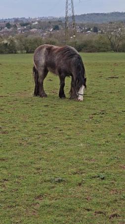 Image 1 of Lovely 4 year old cob mare