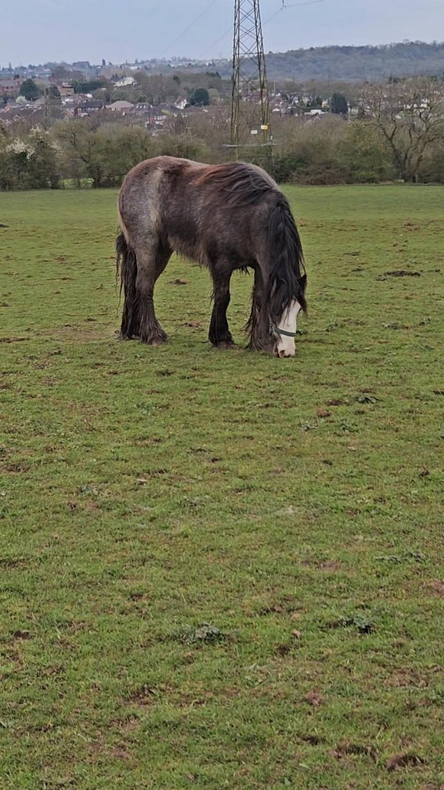 Preview of the first image of Lovely 4 year old cob mare.