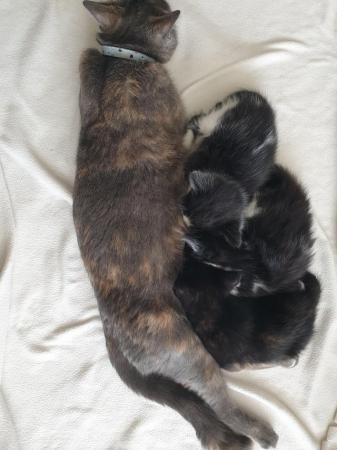 Image 4 of Part Bengal kittens for sale