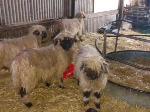 Image 3 of Valais Black Nose Pedigree Tup Lambs, Born 2023. For Sale .