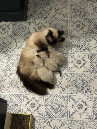 Image 6 of 10 week old Ragdoll kittens