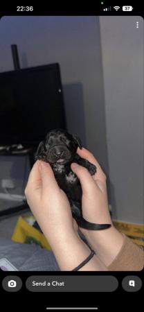 Image 2 of Sprocker puppies mixed litter ** Just 1 female left **