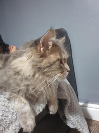 Image 3 of Gorgeous GCCF Registered Female Maine Coon in Birmingham