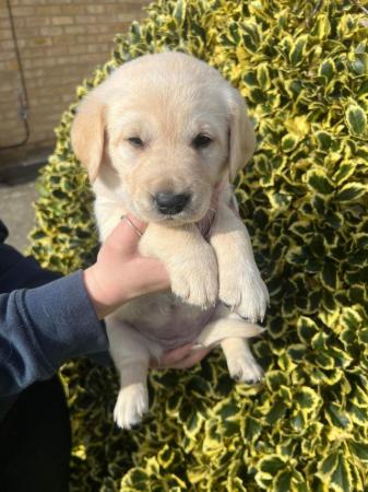 Image 11 of Gorgeous Chunky Labrador x Golden Retriever Puppies