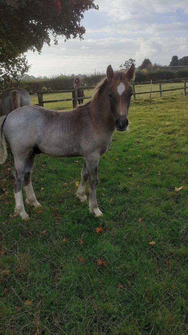 Preview of the first image of Welsh Sec D Colt one for the show ring.