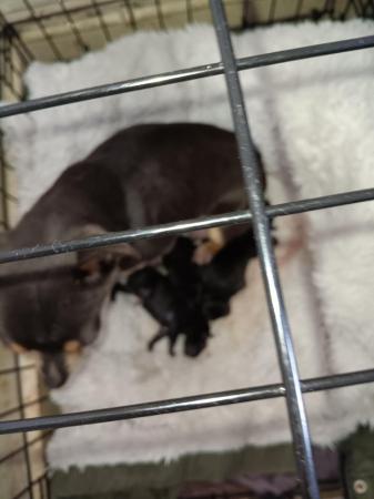 Image 4 of 2 Baby boy Chihuahuas available end of July.