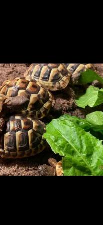 Image 3 of Hermann baby tortoise available