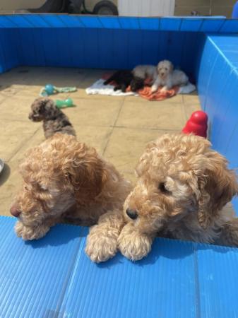 Image 11 of 9 weeks old, poodle cross puppies ready for a new home