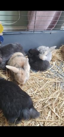 Image 9 of Gorgeous French Lop Baby Rabbits