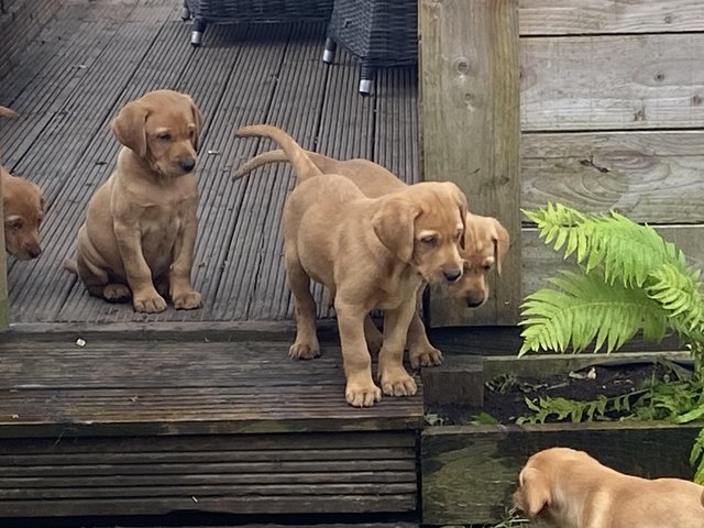 Preview of the first image of KC Registered Red Labrador Puppies.
