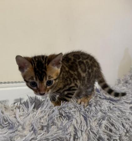 Image 19 of Tica bengal kittens for sale!