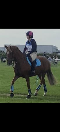 Image 2 of 15.3hh chestnut mare, 16 years