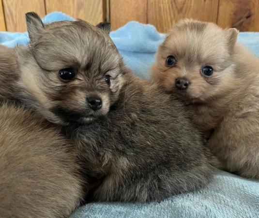 Image 8 of Beautiful Pomeranian x Chihuahua Puppies