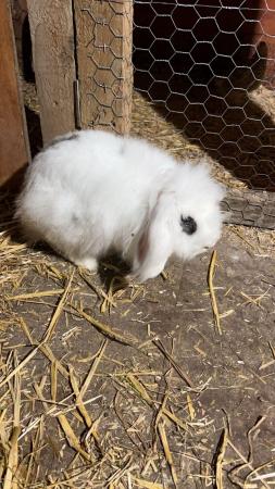 Image 2 of 8 month old Rabbit looking for new home
